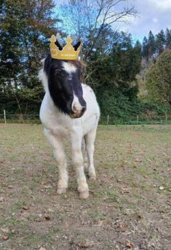 Poney